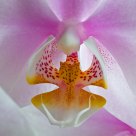 Heart of phalaenopsis
